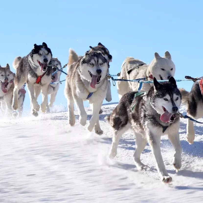15 km de traineau de chiens à Olosvuoma depuis Harriniva en Laponie