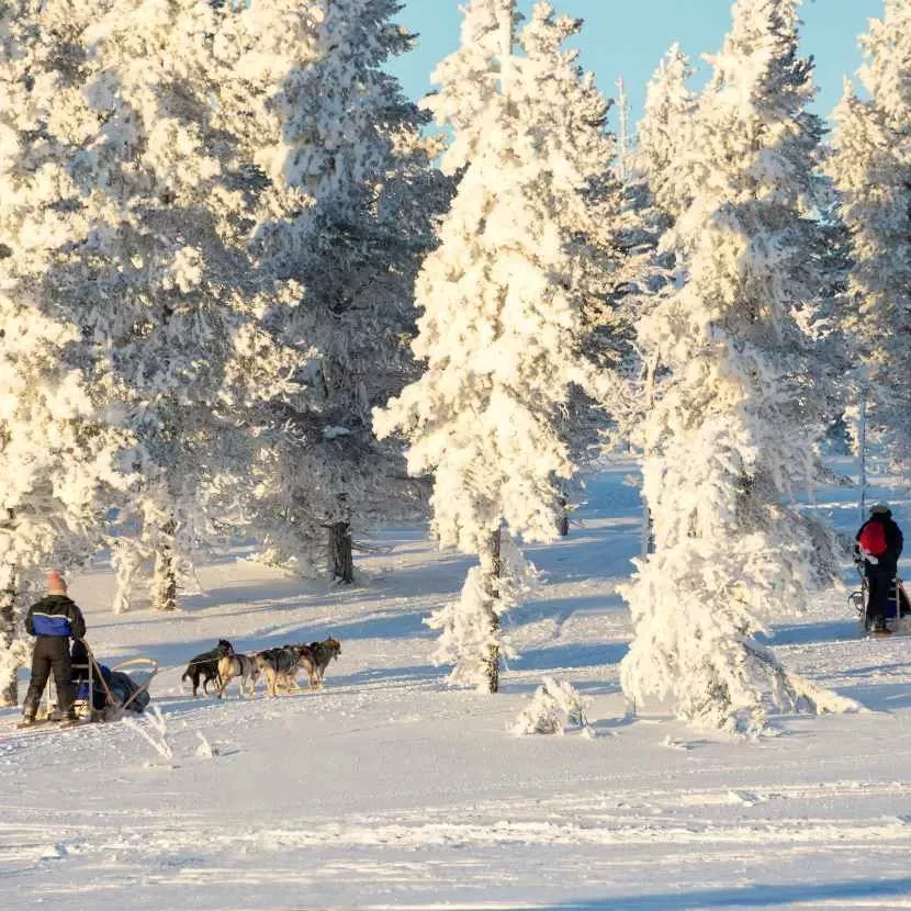 5 km de traîneau de huskies depuis Levi en Laponie