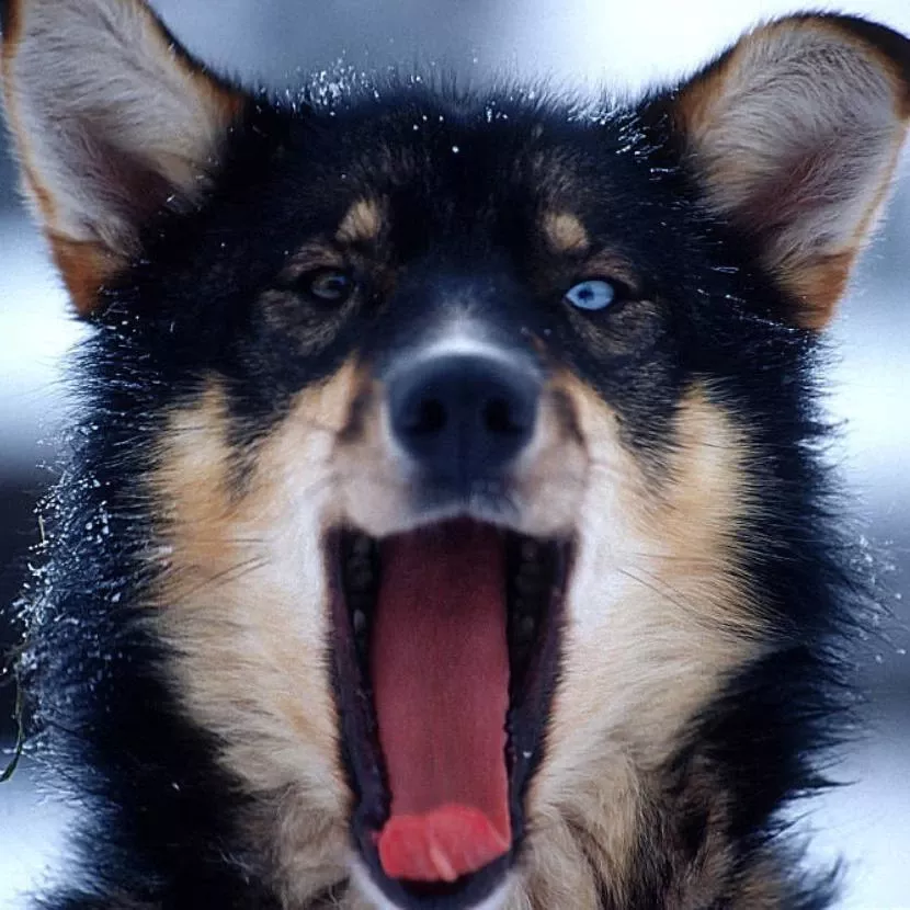 Journée de traîneau de chiens depuis Harriniva en Laponie