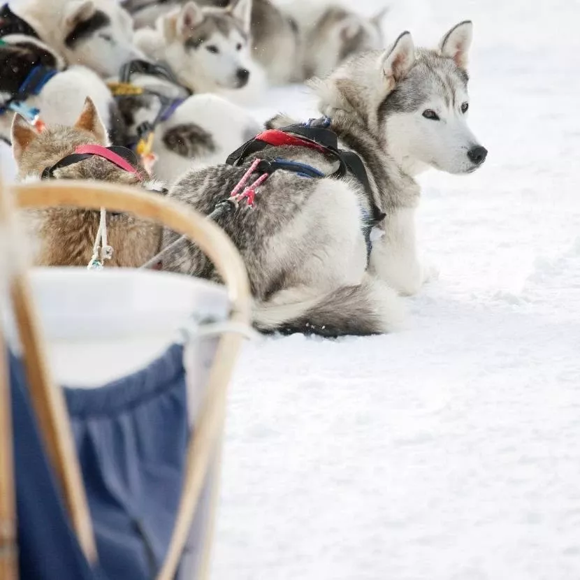 Une journée de traineau de huskies depuis Torassieppi en Laponie