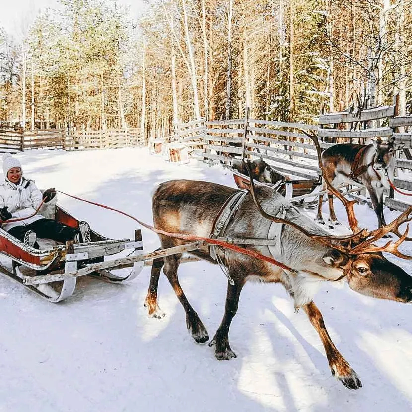 1 km de traîneau de renne depuis Levi en Laponie