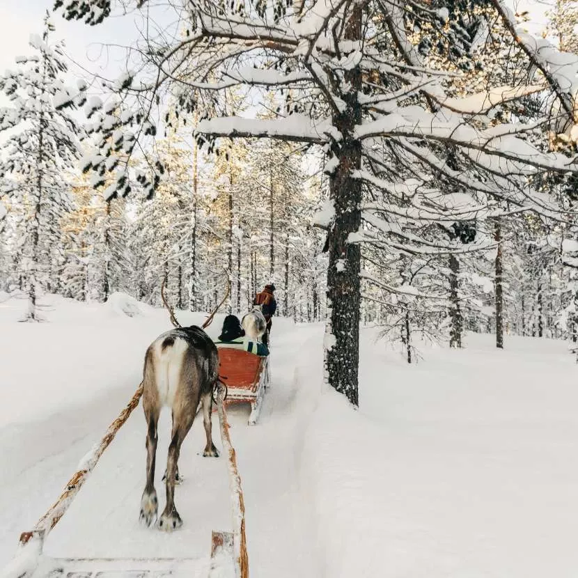 3 km de traîneau de renne depuis Levi en Laponie