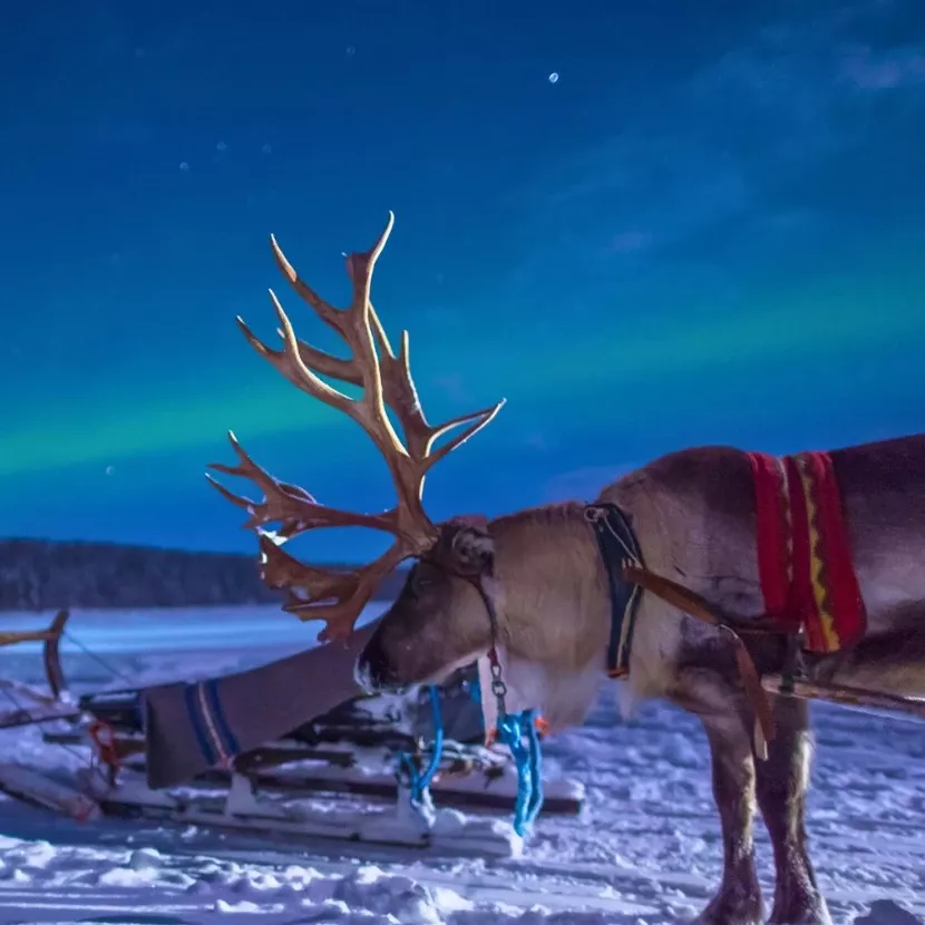 Traineau de renne et aurores boréales à Harriniva en Laponie