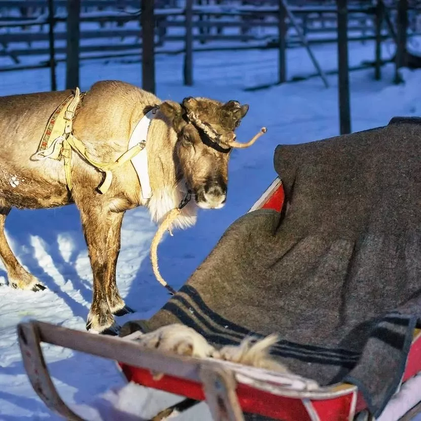 Traineau de renne et aurores boréales depuis Torassieppi en Laponie