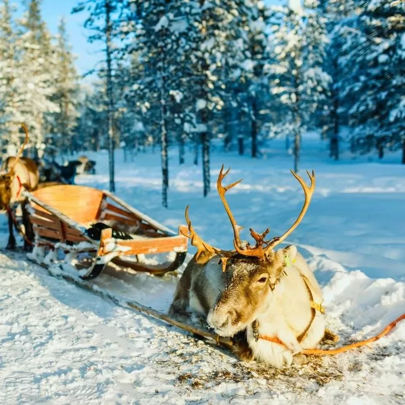 Traîneau de renne, culture locale et igloo depuis Torassieppi en Laponie