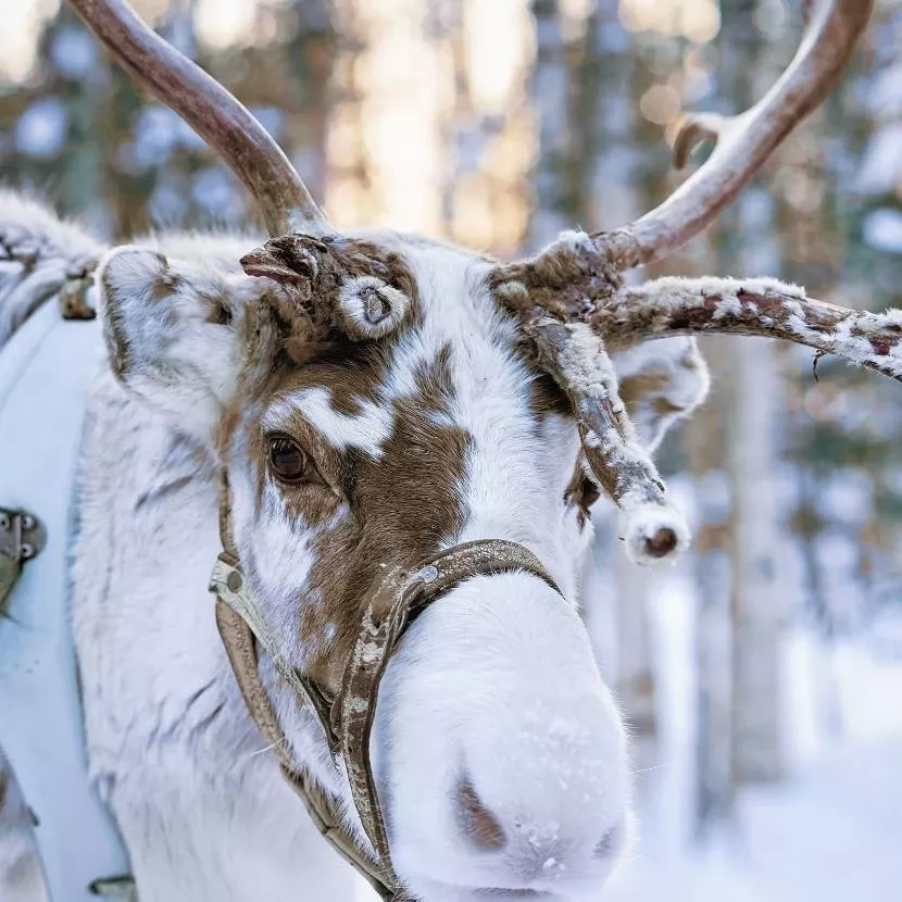 Traîneau de renne et culture locale depuis Jeris en Laponie
