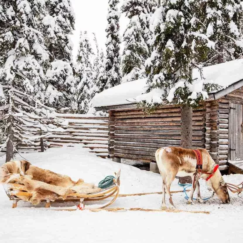 Traîneau de renne et ferme locale depuis Torassieppi en Laponie