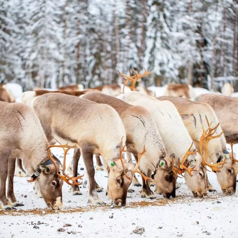 Traîneau de renne et visite d'une ferme depuis Jeris en Laponie